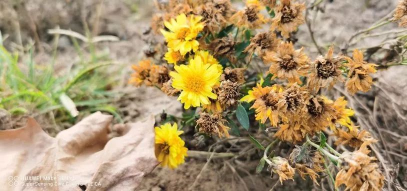 华为mate40pro和mate30pro5g,华为mate30pro5g版刷保时捷系统