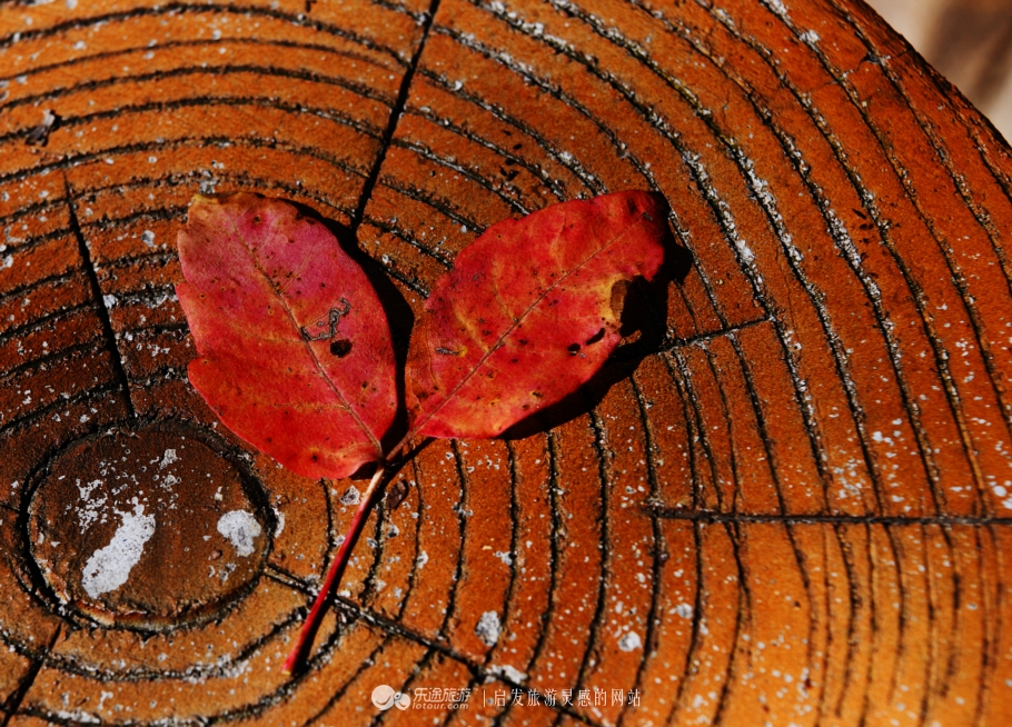 落英缤纷指的是哪个季节,落英缤纷是美景吗
