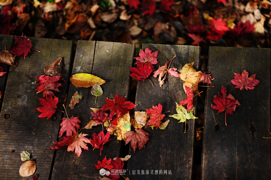 落英缤纷指的是哪个季节,落英缤纷是美景吗
