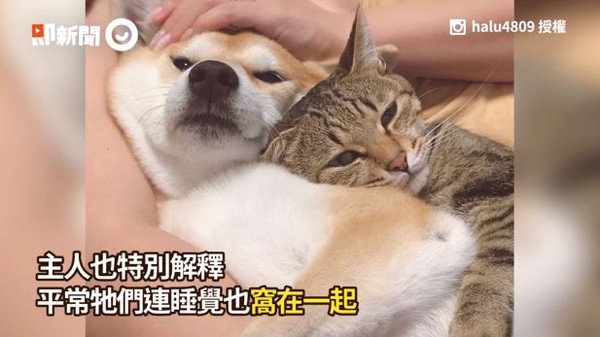 别碰我的柴！喵「种草莓」示主权