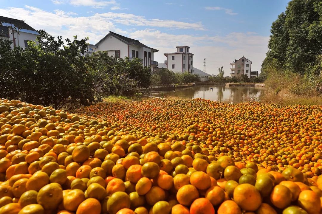 浙江哪里的橘子很有名,浙江最好的橘子