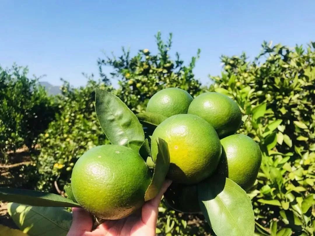 浙江哪里的橘子很有名,浙江最好的橘子