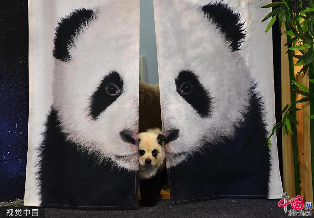 生活不易被迫营业看萌宠如何为自己“赚”口粮