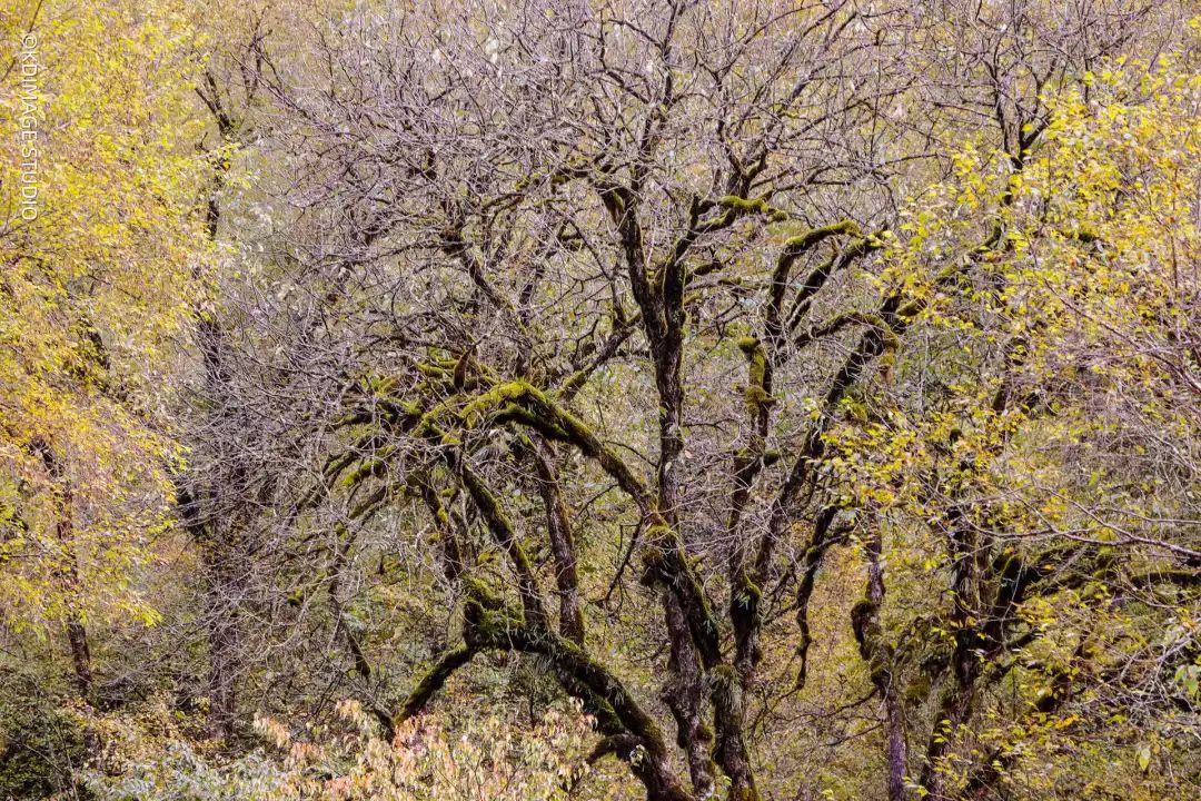 vlog单反入门级相机推荐,初学vlog适合用什么样的相机