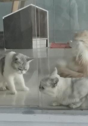 什么猫一看就特别狠,什么猫像假猫