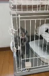 什么猫一看就特别狠,什么猫像假猫