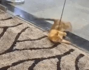 什么猫一看就特别狠,什么猫像假猫