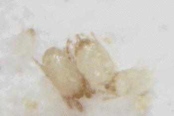 周冬雨17岁是什么样子,周冬雨17岁年轻时