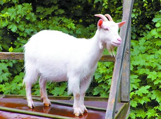 一生最有福的生肖女温柔善良,人品最好全身都是宝的5大生肖女