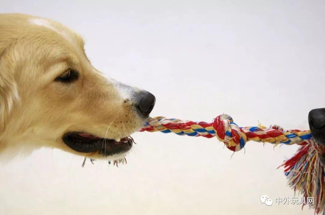 在哪里可以买到狗狗的玩具,狗狗的玩具什么地方有卖的