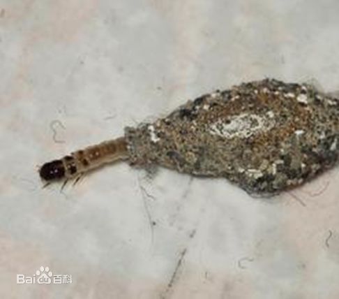 家里有很多跟蟑螂像小小的黑虫子,家里出现比蟑螂小点的虫子