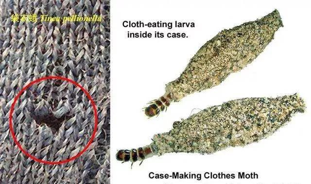 家里有很多跟蟑螂像小小的黑虫子,家里出现比蟑螂小点的虫子