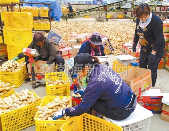 唐山新军屯生姜批发市场,河北保定生姜交易市场