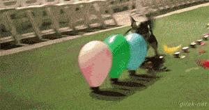 全球最神奇的动物园,日本神奇动物园