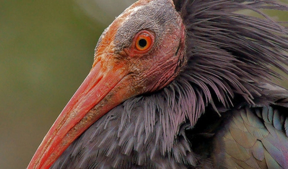 这些奇特生物你们见过吗,这些神奇的生物你都见过么