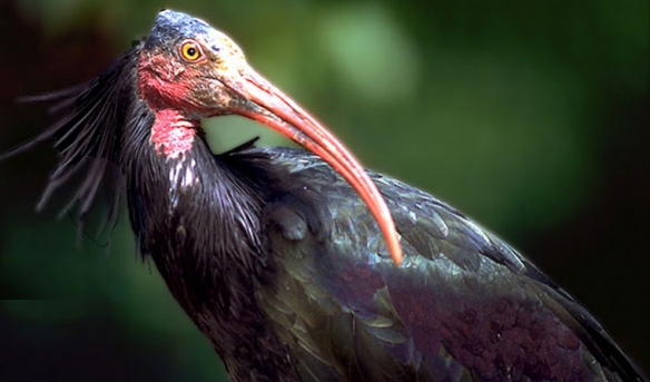 这些奇特生物你们见过吗,这些神奇的生物你都见过么