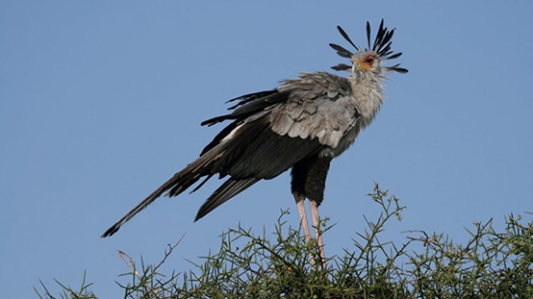 这些奇特生物你们见过吗,这些神奇的生物你都见过么