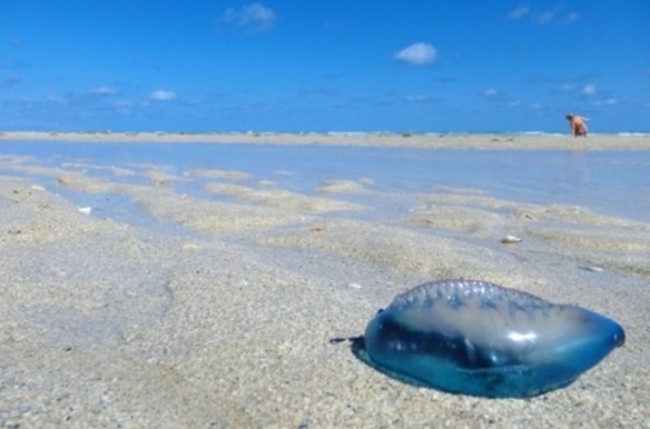 这些奇特生物你们见过吗,这些神奇的生物你都见过么