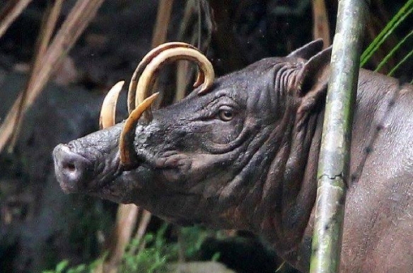这些奇特生物你们见过吗,这些神奇的生物你都见过么