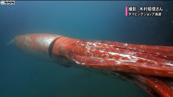 这些奇特生物你们见过吗,这些神奇的生物你都见过么