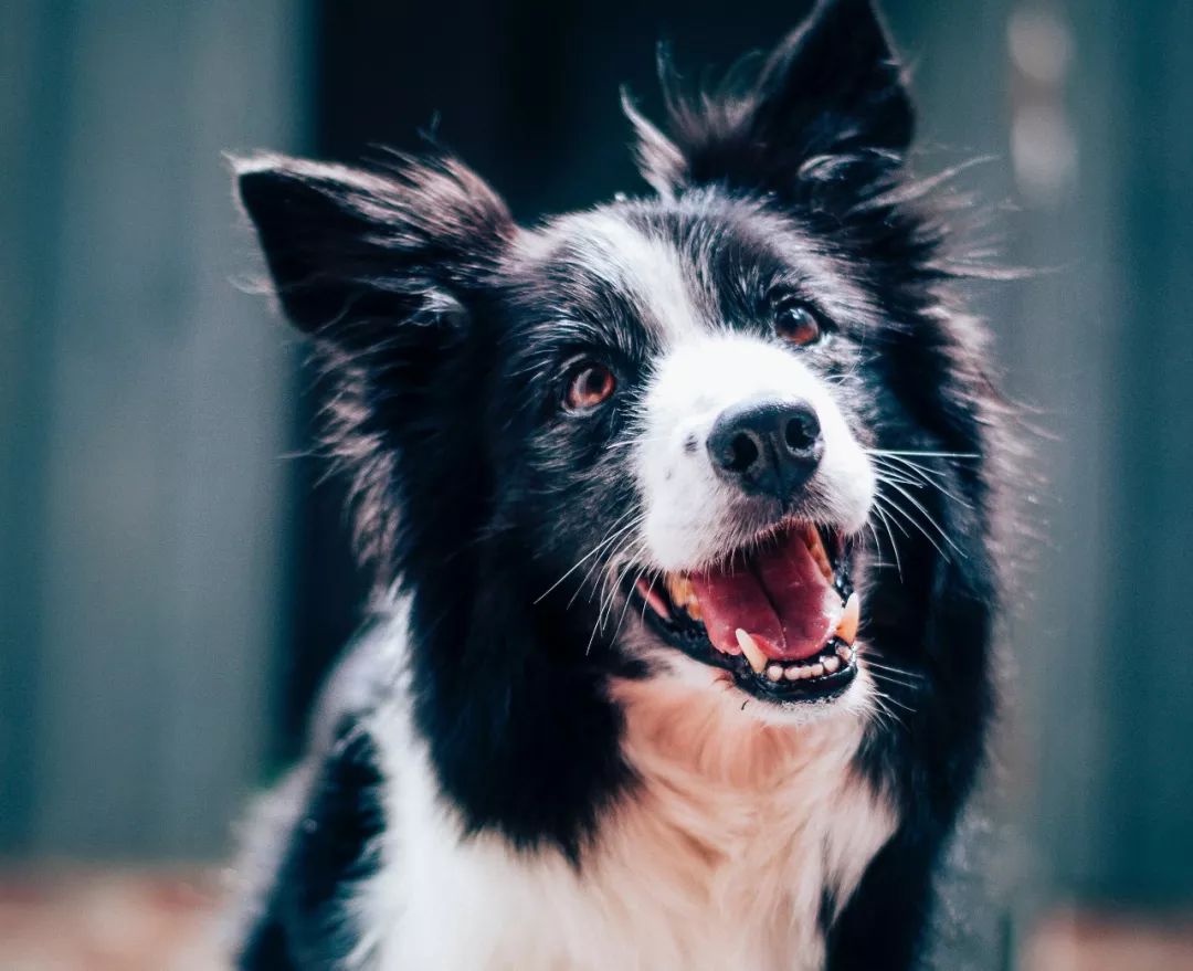 狗狗不定点排便怎么办,狗狗定点排便剂怎么用