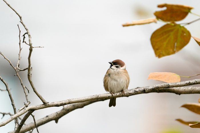 索尼a99ii现在怎样,越用越快的手机排行榜