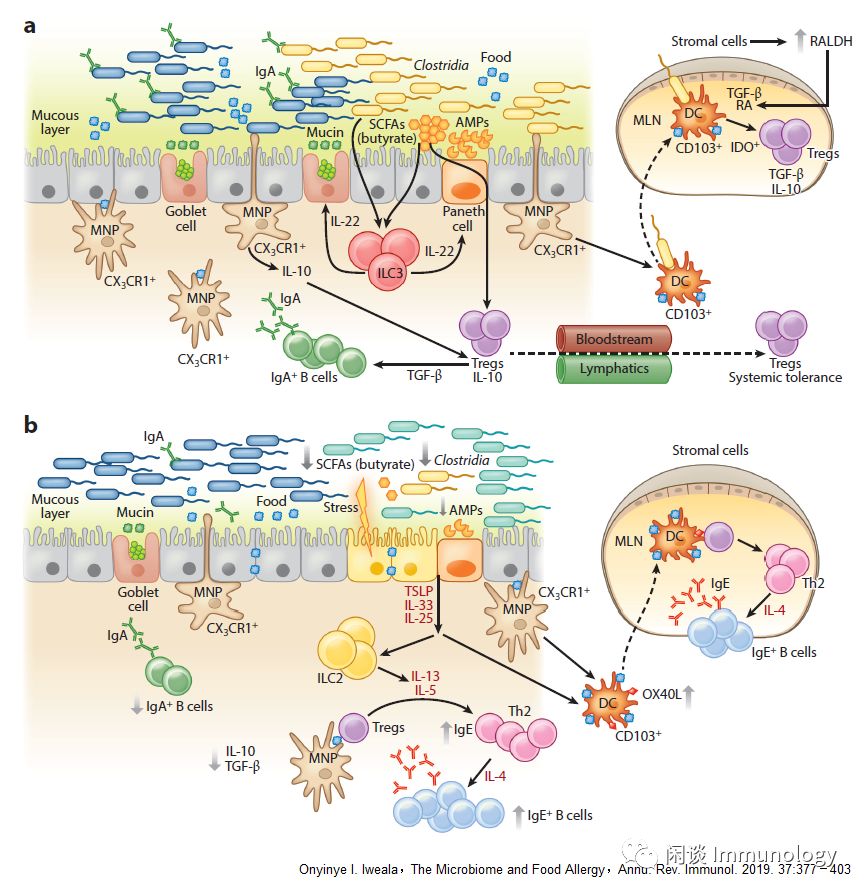 食物过敏究竟有多可怕,食物过敏国内外指南及解读