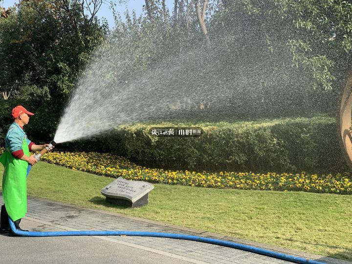 杭州大雪对龙井茶影响多大,浙江龙井茶受旱情况怎么样