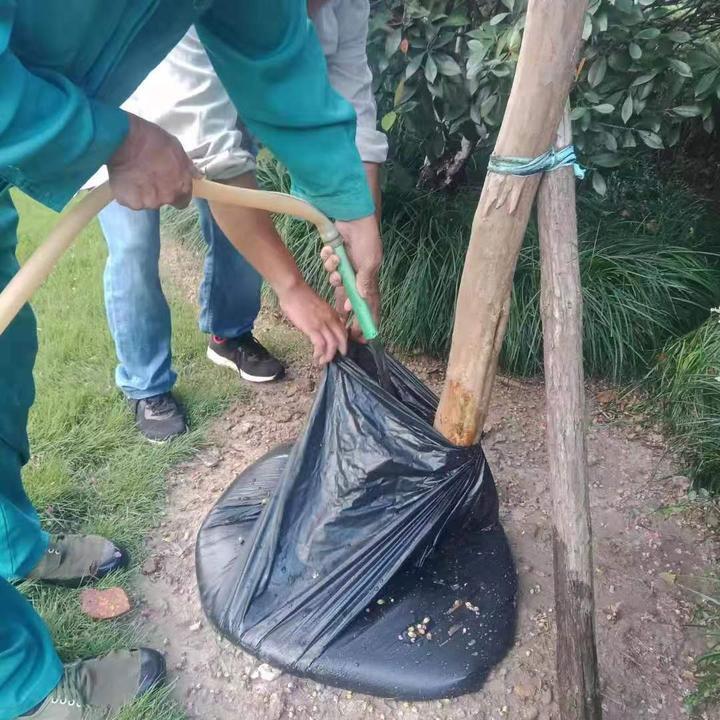 杭州大雪对龙井茶影响多大,浙江龙井茶受旱情况怎么样