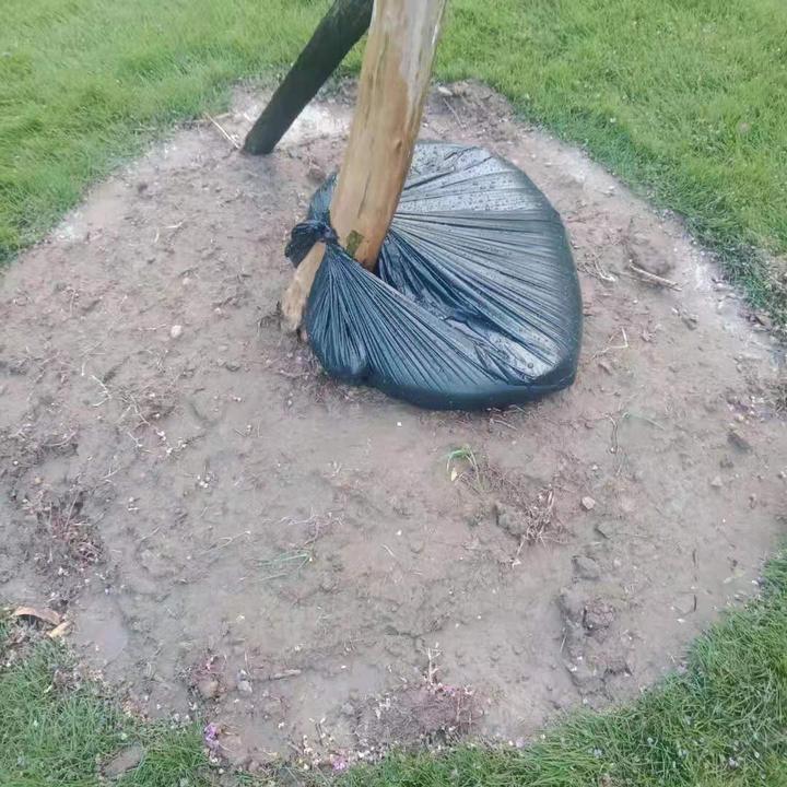 杭州大雪对龙井茶影响多大,浙江龙井茶受旱情况怎么样