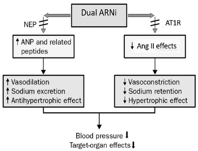 常用抗高血压药物分类及代表药,6种抗高血压药物