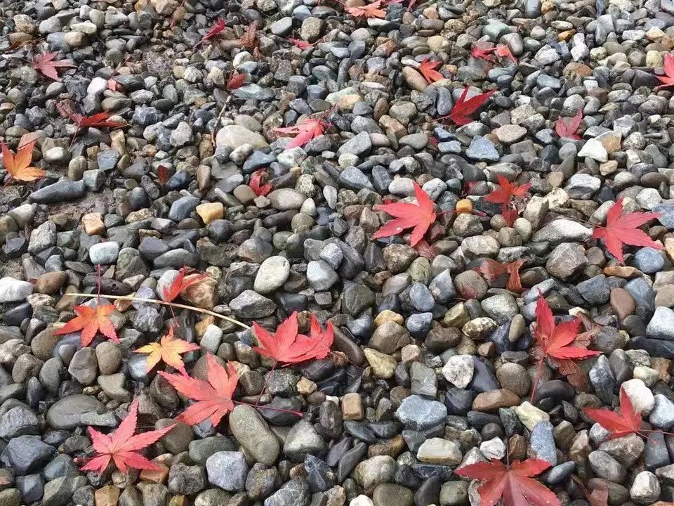 省钱又实用的日本“红叶狩”攻略错过又要等一年|用耳朵旅行的财经主播Nina