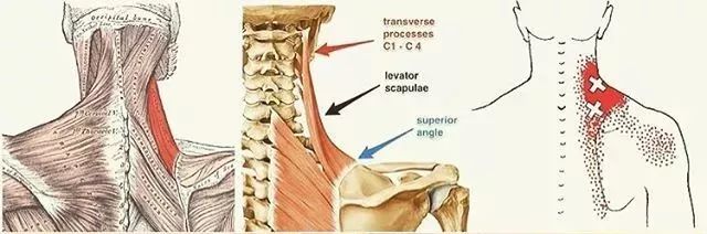 女明星和女明星同框颜值大对比,女明星红毯合照比美