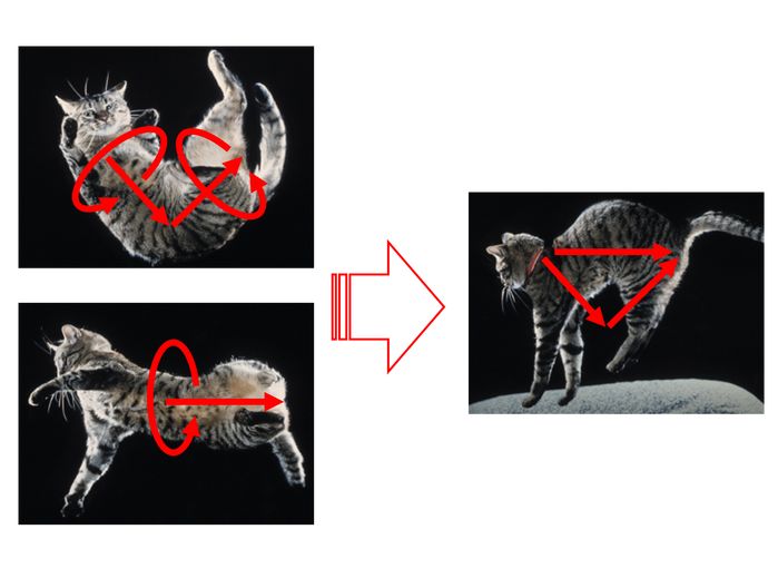 猫空中转体的动力学,猫空中转身的力学原理