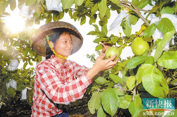 脱贫劳动力致富增收典型案例,决战决胜脱贫攻坚荒山坡变致富田