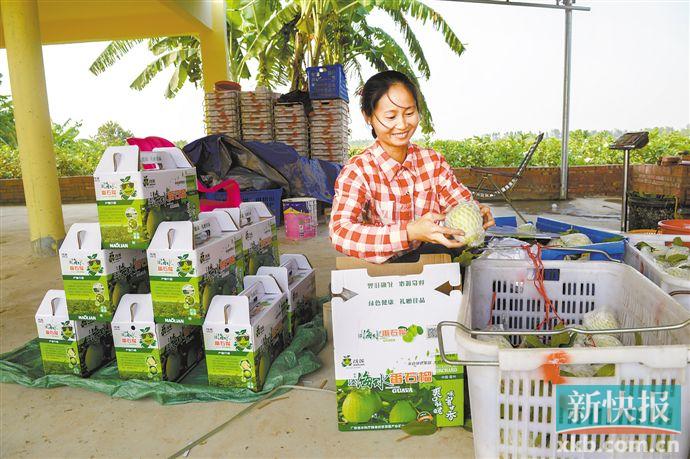 脱贫劳动力致富增收典型案例,决战决胜脱贫攻坚荒山坡变致富田