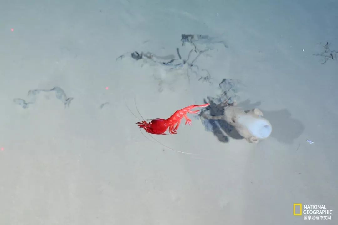 外星生物会长什么样子,外星生物真的存在吗