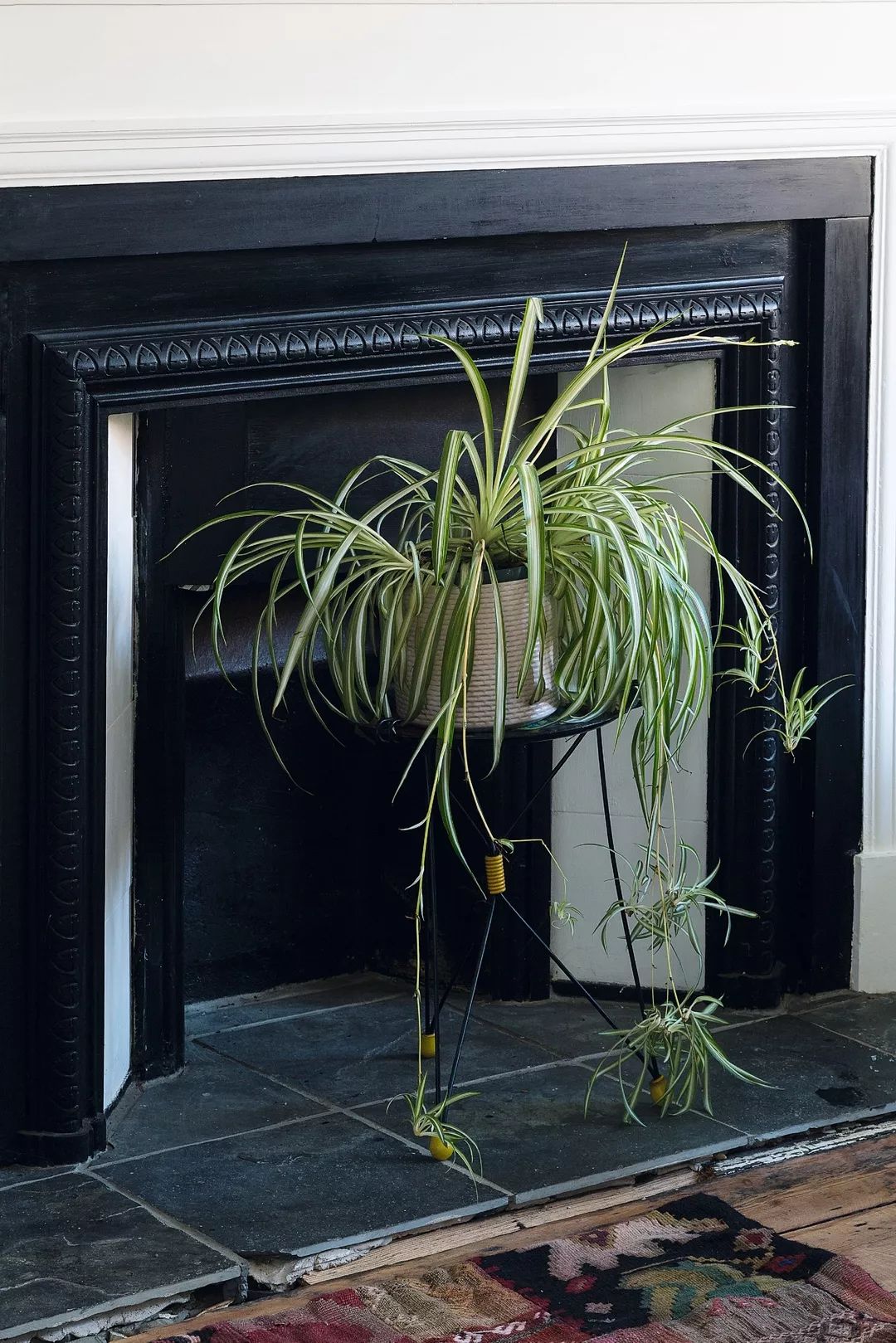 植物杀手们有救了，药到病除！|文末福利