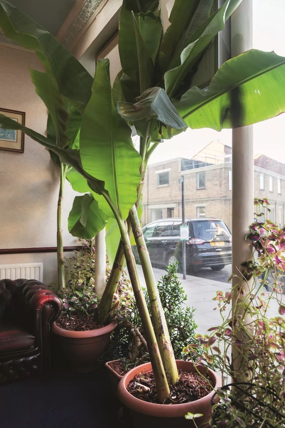 植物杀手们有救了，药到病除！|文末福利