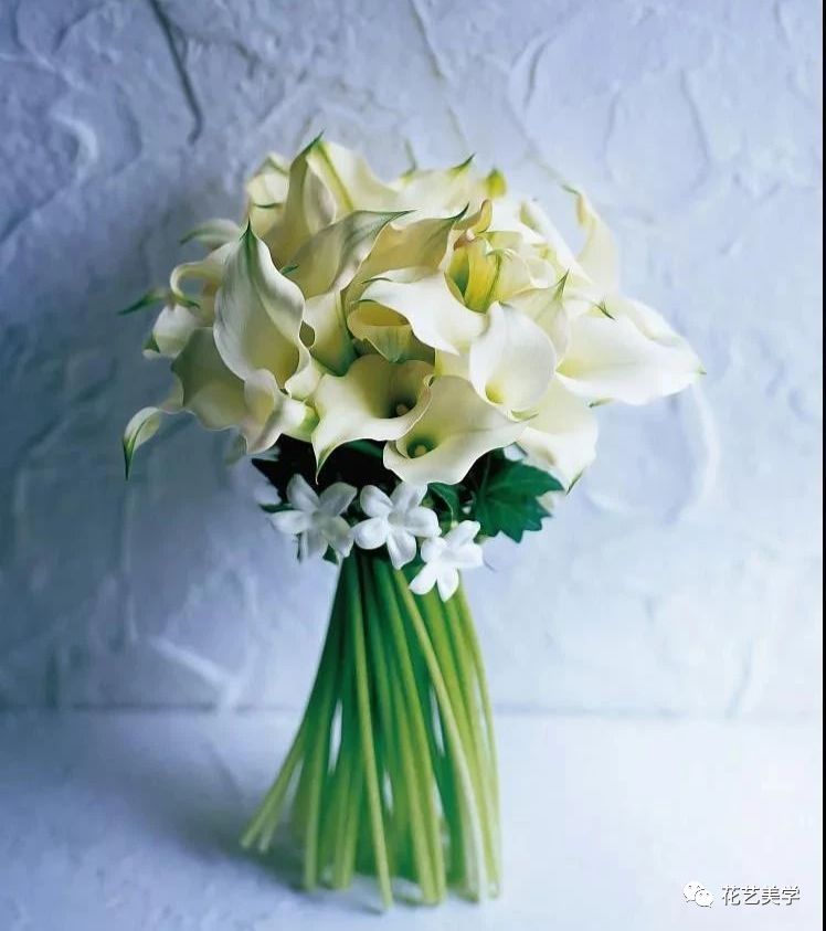 马蹄莲最普通品种开什么颜色花,花卉马蹄莲是什么样的