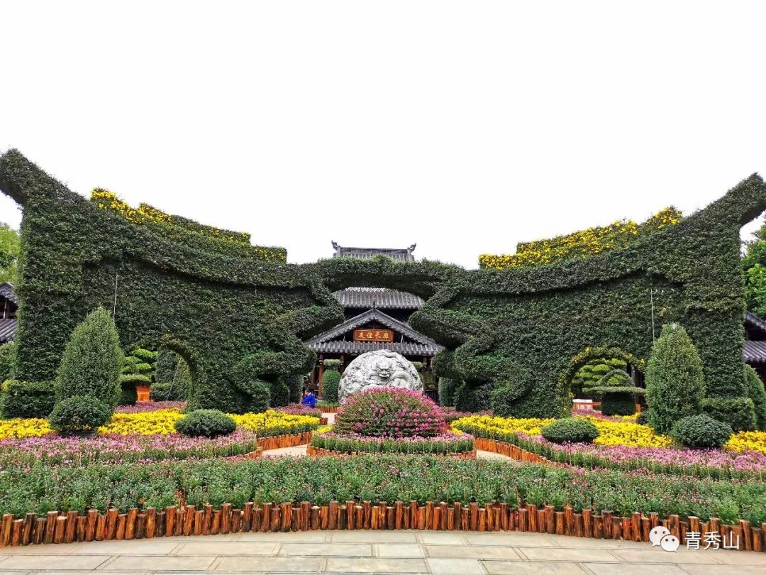 青秀山菊花展进入最佳观赏期,南宁青秀山菊花展门票多少钱一张