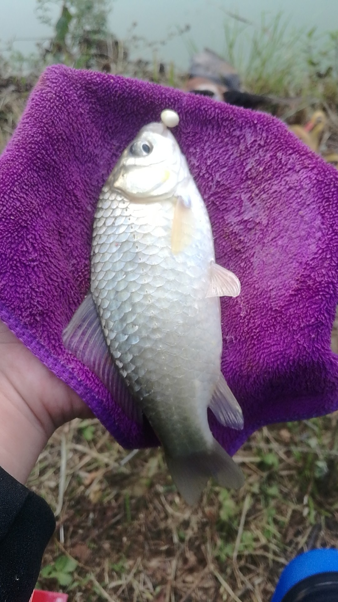 野钓桥边钓点,野钓探寻钓位