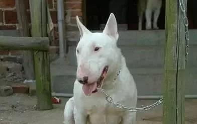 有哪些巨型犬有优点没缺点,世界最猛的巨型犬十大排名