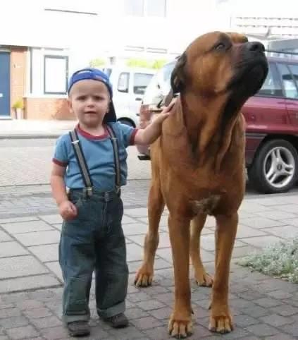 有哪些巨型犬有优点没缺点,世界最猛的巨型犬十大排名