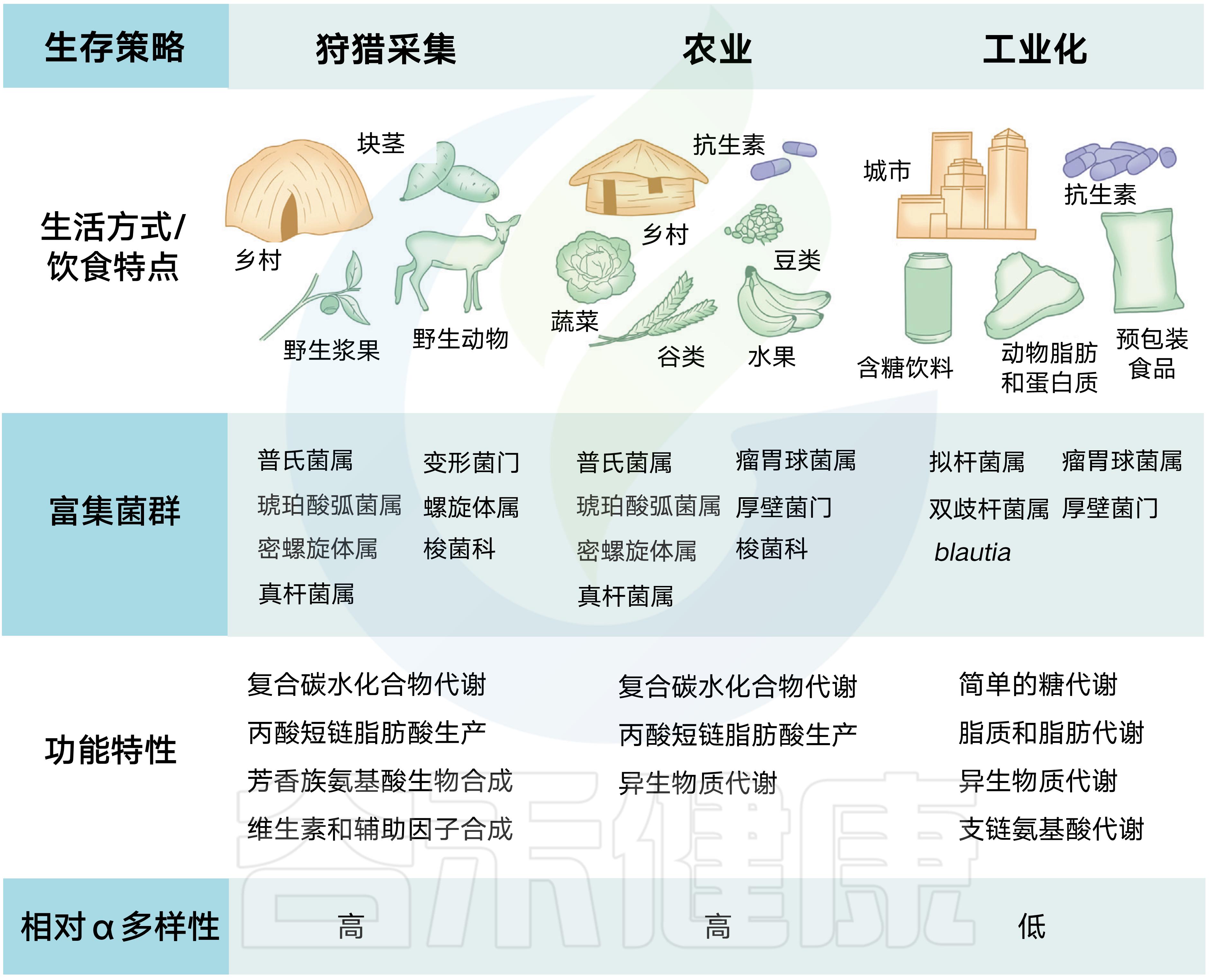 肠道菌群影响饮食文章,饮食与肠道菌群唇齿相依