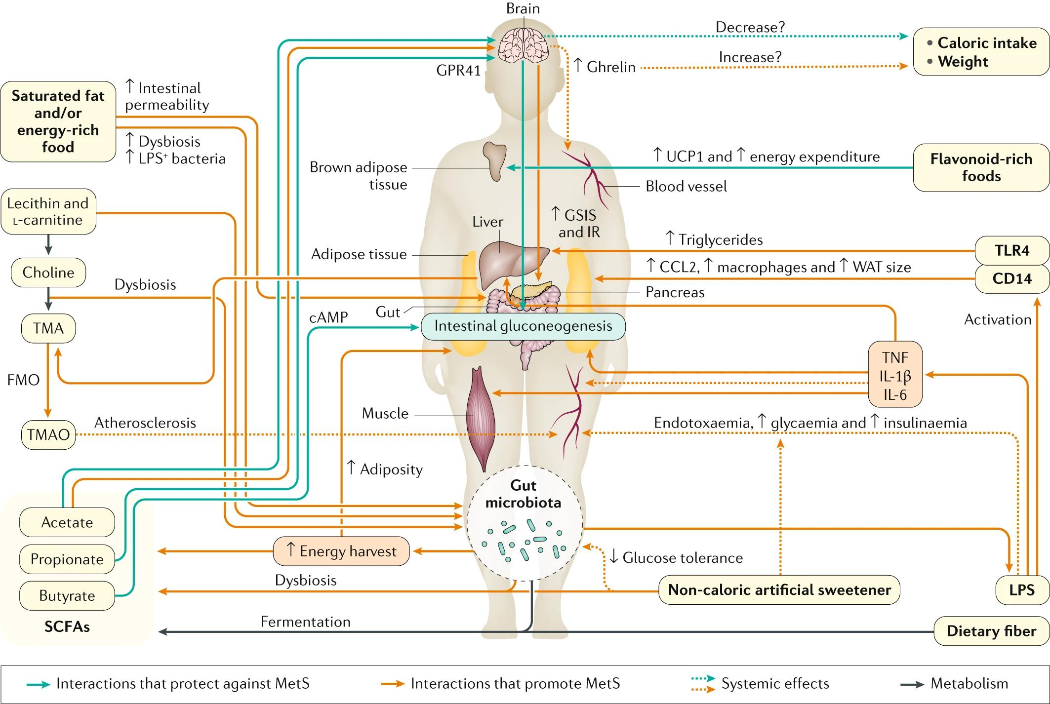 肠道菌群影响饮食文章,饮食与肠道菌群唇齿相依