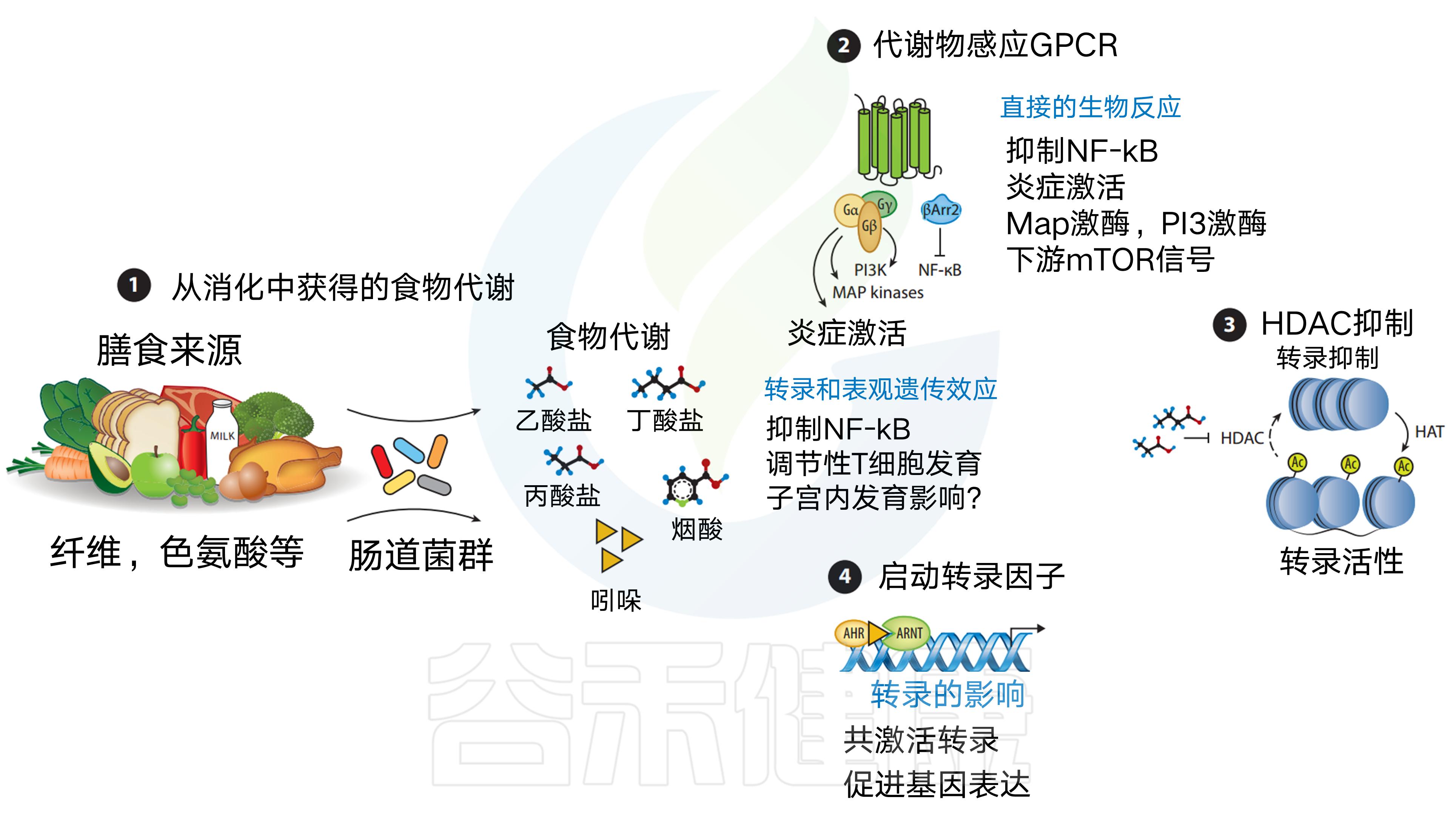 肠道菌群影响饮食文章,饮食与肠道菌群唇齿相依