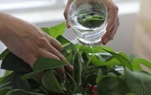 绿萝有毒吗是否适合养在卧室,绿萝真的有毒吗家里不能养吗