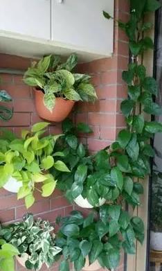 绿萝有毒吗是否适合养在卧室,绿萝真的有毒吗家里不能养吗