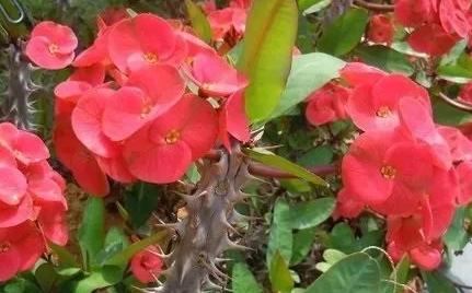 绿萝有毒吗是否适合养在卧室,绿萝真的有毒吗家里不能养吗